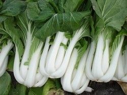 Pak Choi Exotic Vegetable