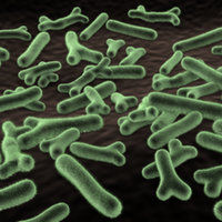 Stainless Steel Bifidobacterium Bifidum