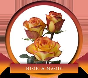 High Magic Roses