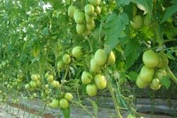 tomato seeds