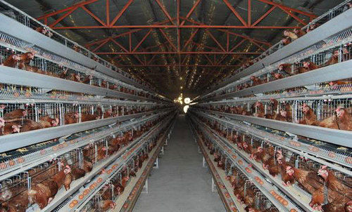 Egg Chicken Layer Breeding Cages