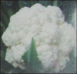 POORNIMA SS Cauliflower Seeds