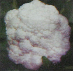 VANDANA F1 Cauliflower Seeds