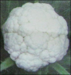 WHITE CROWN F1 Cauliflower Seeds