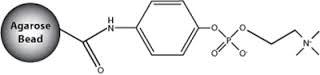 Protein G-agarose