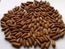 Chilgoza Pine Nuts