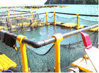 Fish Cage - Premium Quality, Durable Design for Enhanced Aquaculture Efficiency