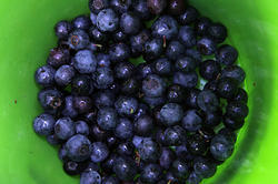 Blueberry Fruit