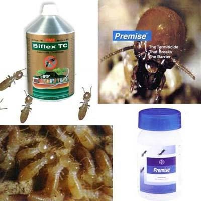 Termite Control Services By Best Pest Control Worldwide Services