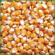 Yellow Corn