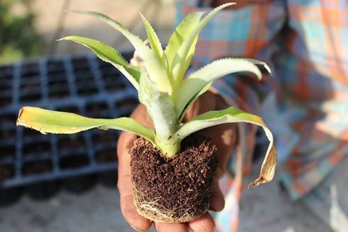 Md-2 Pineapple Tissue Culture Plants