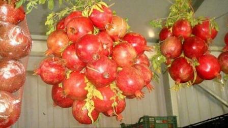 Iranian Fresh Pomegranate