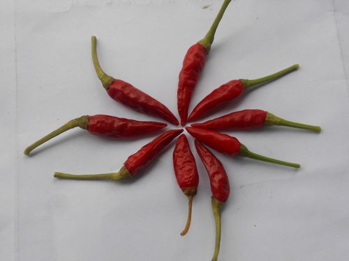 Red Chilli