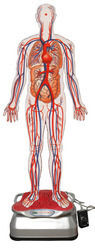 Blood Circulation Machinery