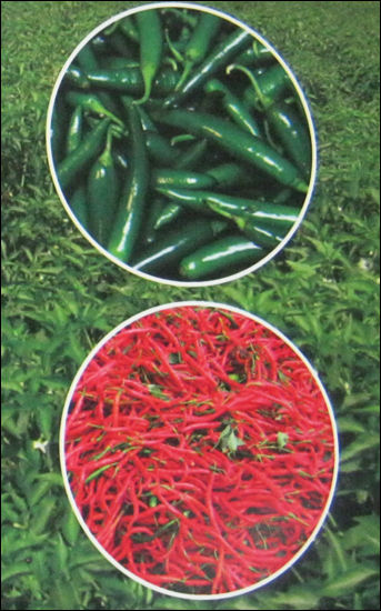 Hybrid Chilli Seeds