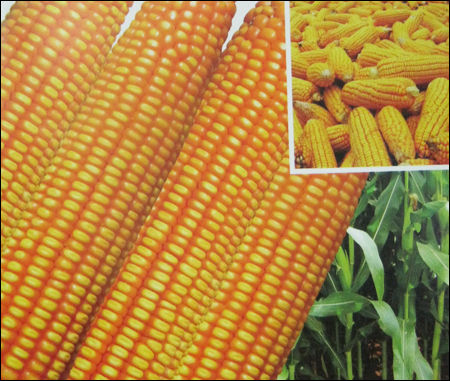 Hybrid Maize Seeds