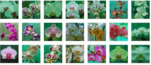 Orchid Blooming Stage Plants Application: Gas Pipe