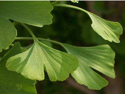 Ginkgo Biloba Extract Ginkgo Flavone Glycosides