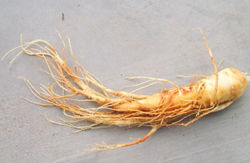 ginseng extract