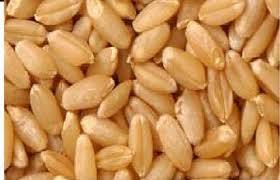 Wheat Seed