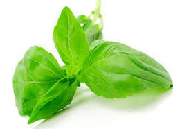 Fresh Basil Leaves