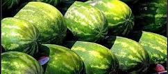 Fresh Melons