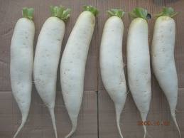 Fresh Radish