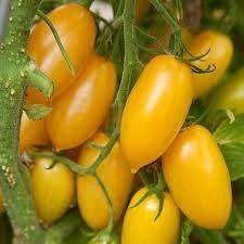 Earrings Yellow Cherry Tomato