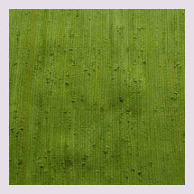 Green Cotton Rug