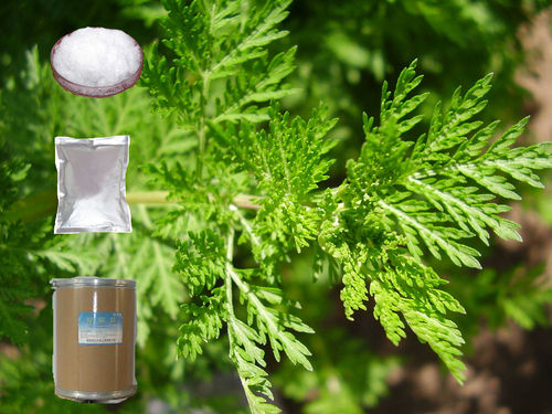 HPLC 99% Artemisinin Artemisia Annua Herbal Extract