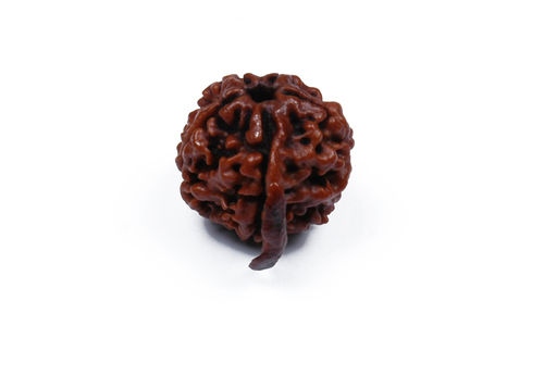 Ganesh Rudraksha