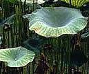 Natural Nelumbo Nucifera