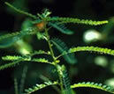 Natural Phyllanthus Amarus