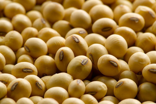 Soyabean