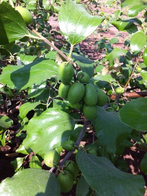 Apple Ber Plant