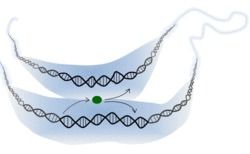 DNA Modifying Enzyme