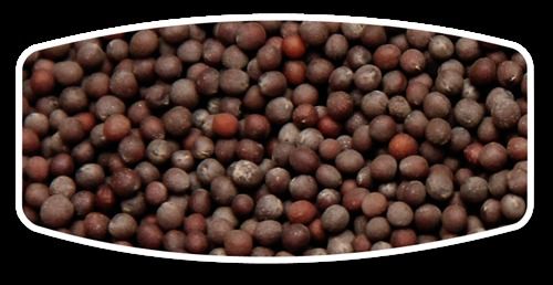 Black Mustard Seeds