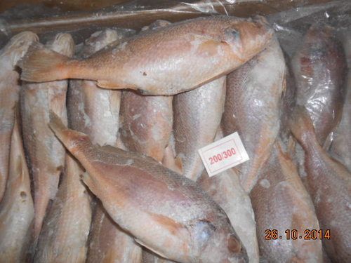 Yellow Croaker - Frozen, 100/200g & 200/300g Sizes, Mouth-Watering Taste & Nutritional Value