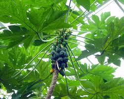 papaya leaves