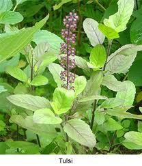 tulsi tea