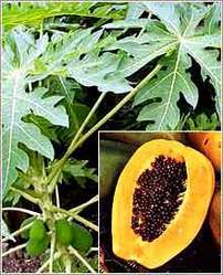 Carrica Papaya