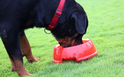 Plastic Feeding Bowls