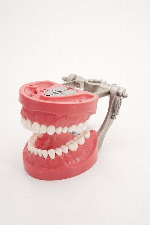 Typodent Teeth And Jaw Model