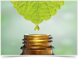 Stevia Liquid Extract