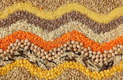 Grains - Variety Selection of Sorghum, Wheat, Barley, Millet, Rice, Maize | Affordable and High-Quality Options