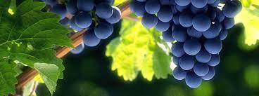 Grapes - Fresh, Premium Quality Fruit | Affordable Pricing, Widely Appreciated