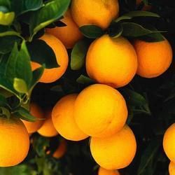 Valencia Oranges