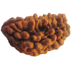 2 Mukhi Rudraksha Bead (Half Moon Shape)