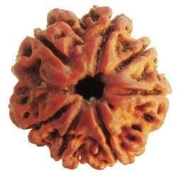 7 Mukhi Rudraksha