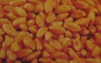 Pp Wheat Seeds